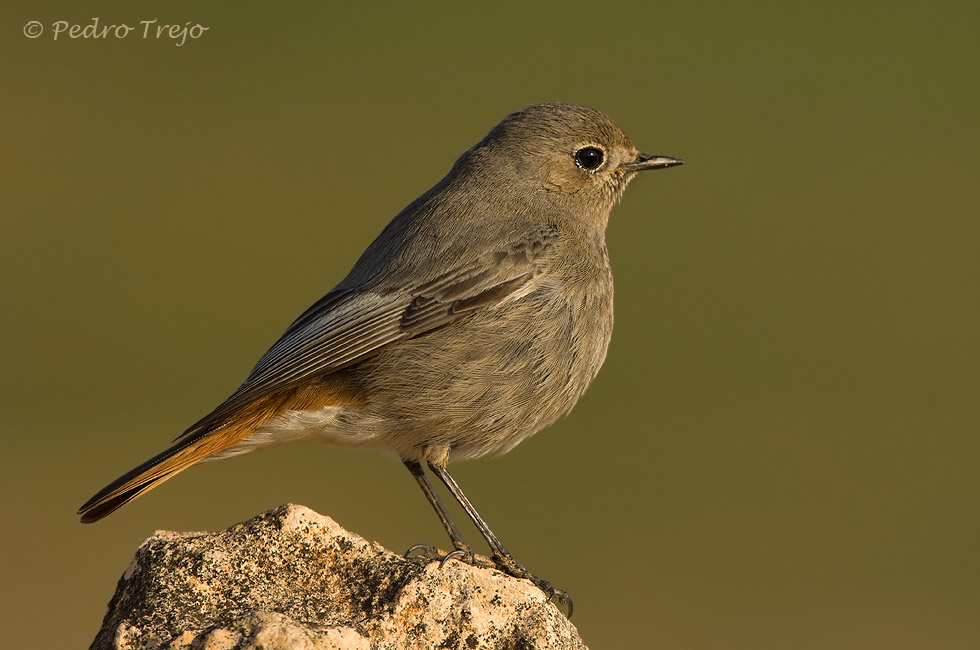 Colirrojo tizón (Phoenicurus ochruros)